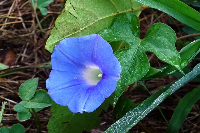 Ipomoea hederacea