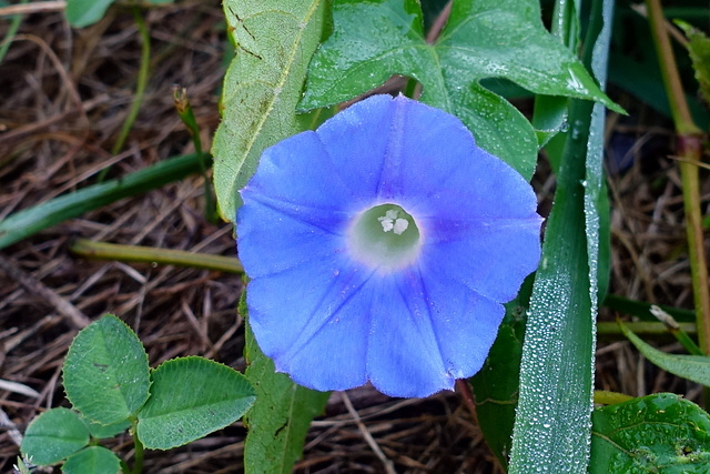 Ipomoea hederacea