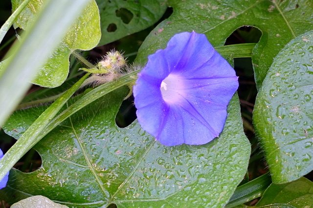 Ipomoea hederacea