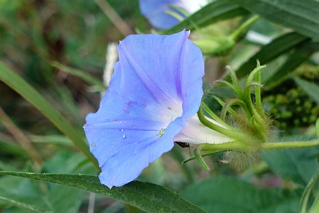 Ipomoea hederacea