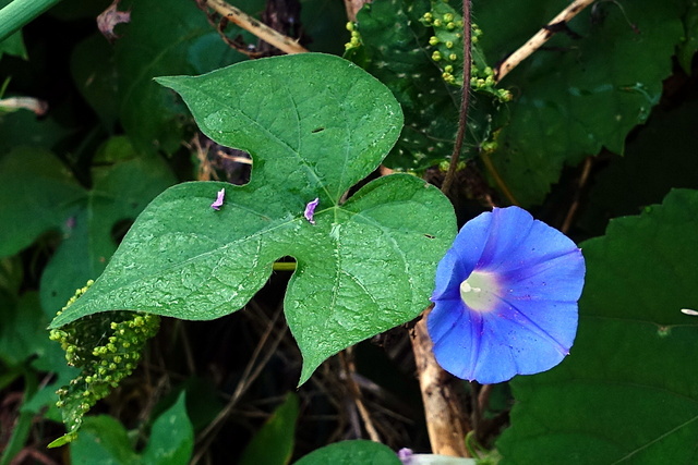 Ipomoea hederacea