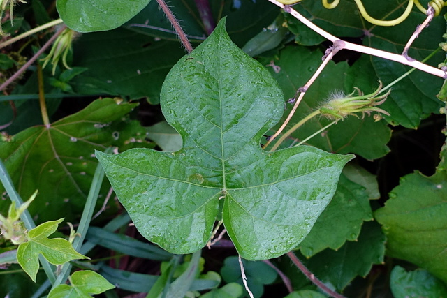 Ipomoea hederacea - leaves