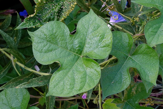 Ipomoea hederacea - leaves