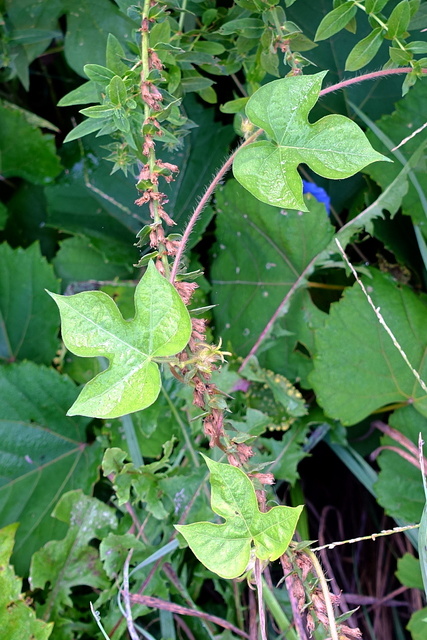 Ipomoea hederacea - leaves