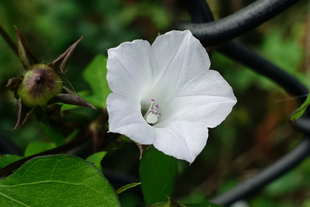 Ipomoea lacunosa