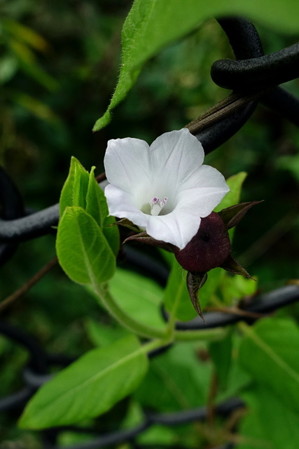 Ipomoea lacunosa