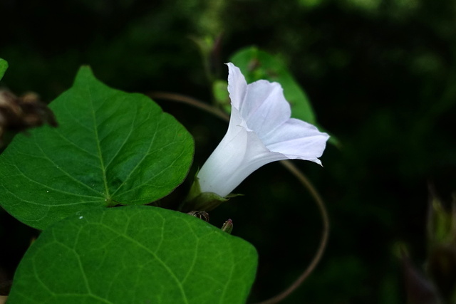 Ipomoea lacunosa