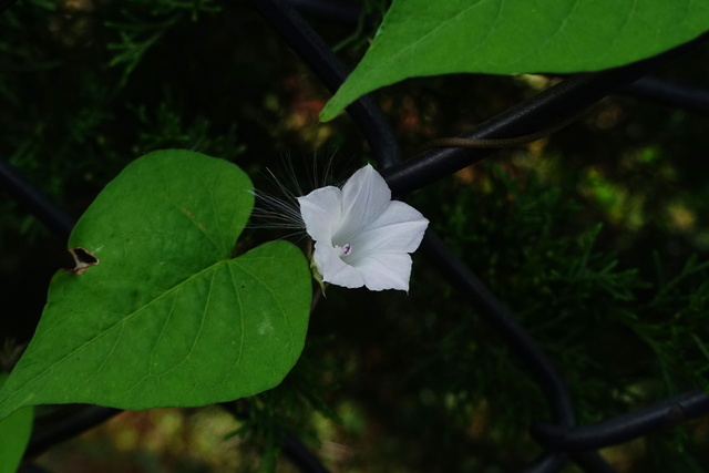 Ipomoea lacunosa