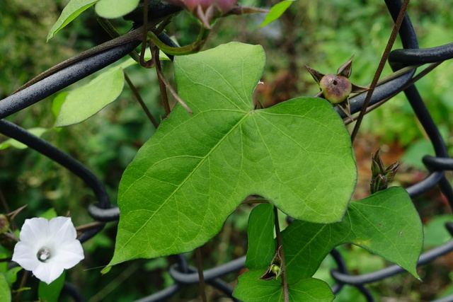 Ipomoea lacunosa - leaves