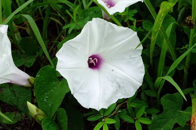 Ipomoea pandurata