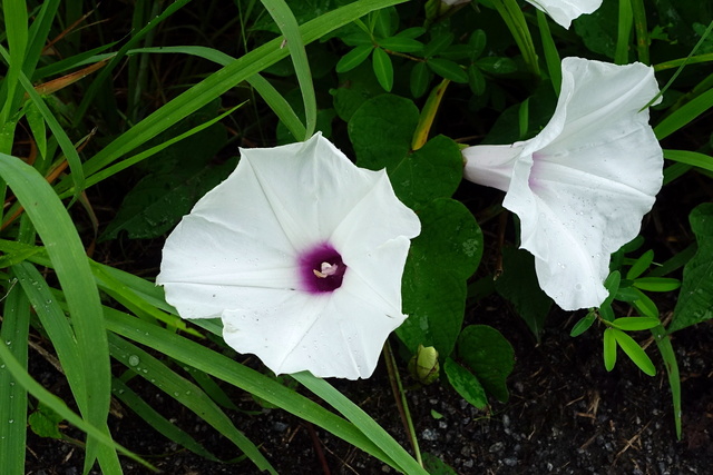 Ipomoea pandurata