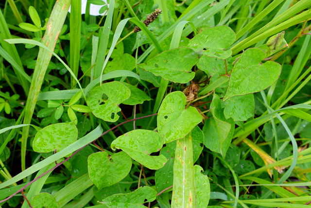 Ipomoea pandurata - leaves