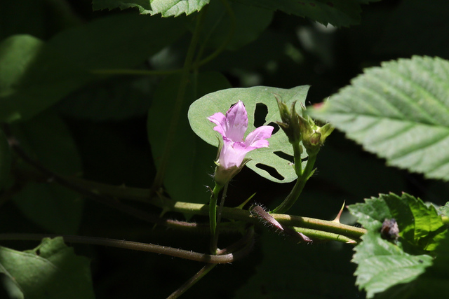 Ipomoea triloba