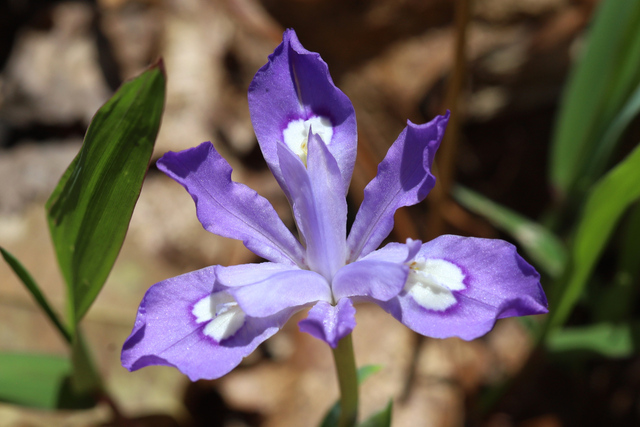 Iris cristata