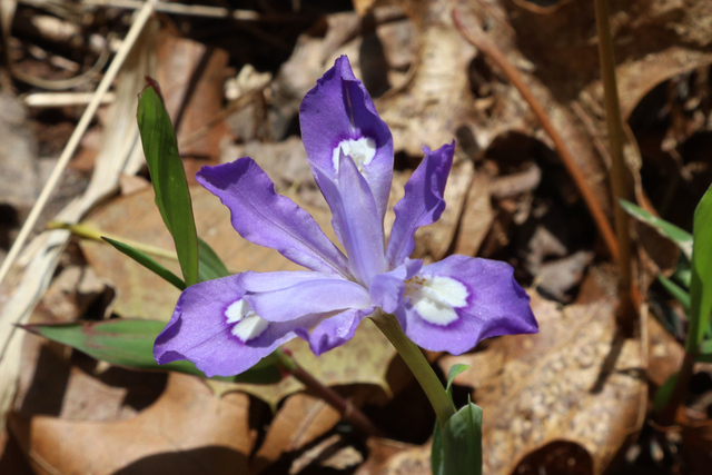Iris cristata