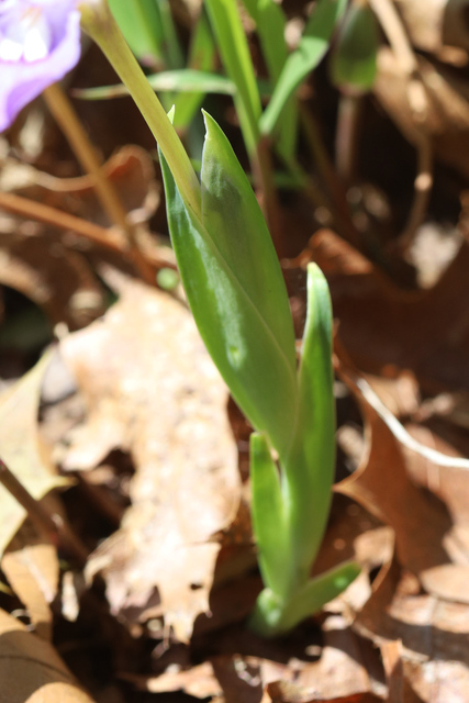Iris cristata - leaves