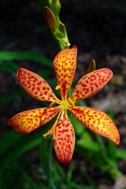 Iris domestica