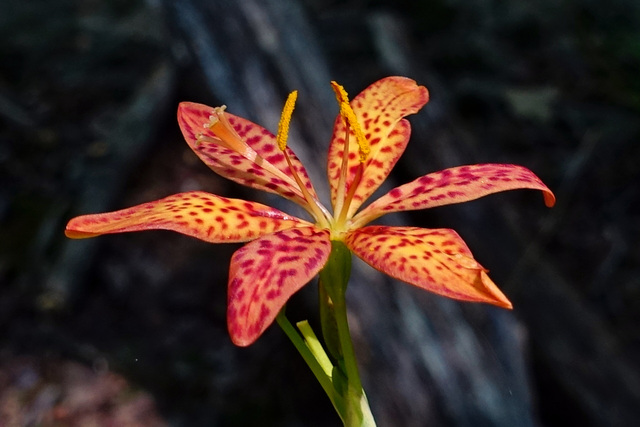 Iris domestica