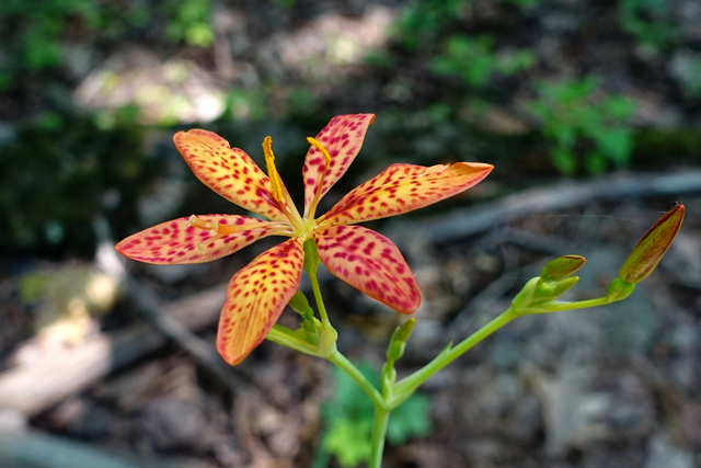 Iris domestica