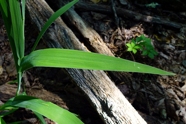 Iris domestica - leaves