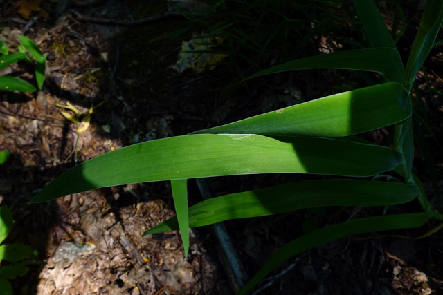 Iris domestica - leaves