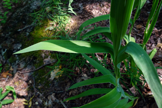 Iris domestica - leaves