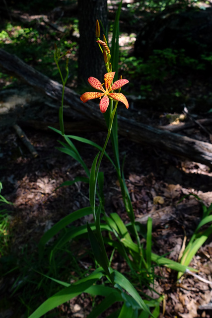 Iris domestica - plant