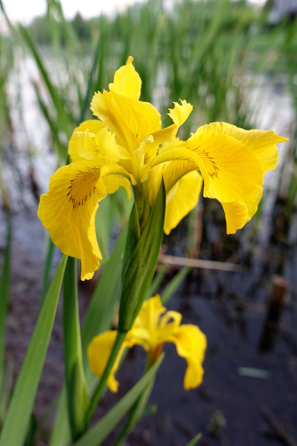 Iris pseudacorus