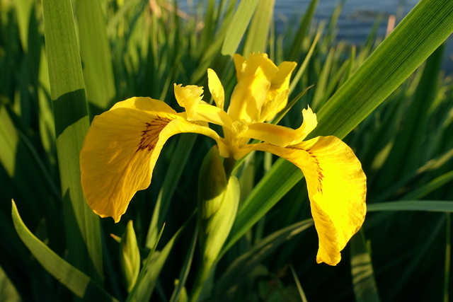 Iris pseudacorus