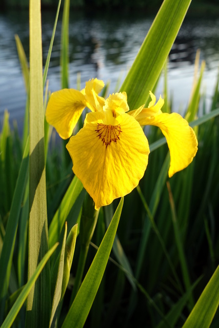 Iris pseudacorus