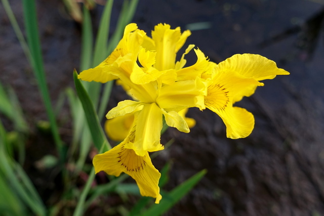 Iris pseudacorus