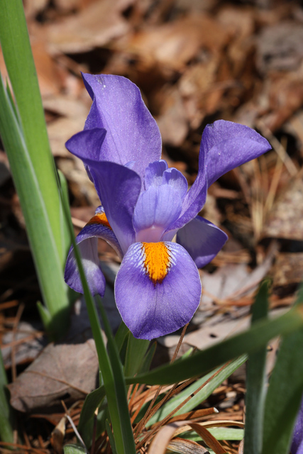 Iris verna