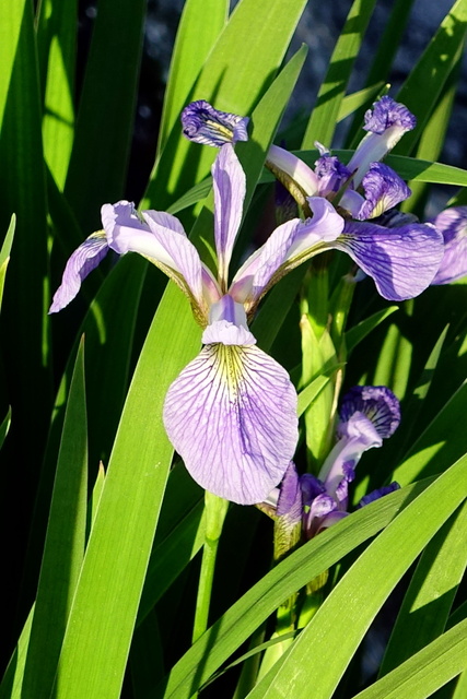 Iris versicolor