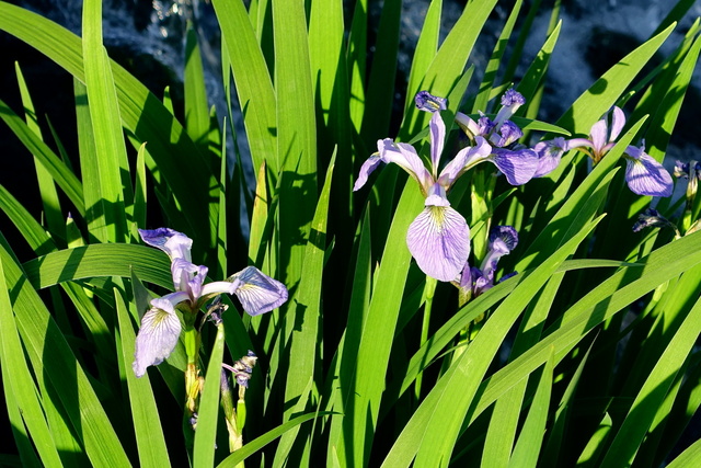 Iris versicolor