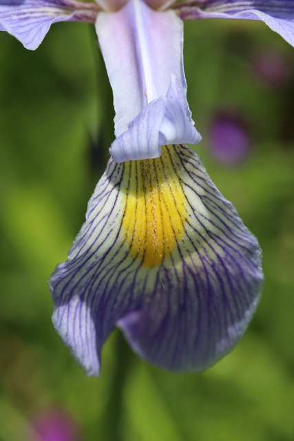 Iris virginica