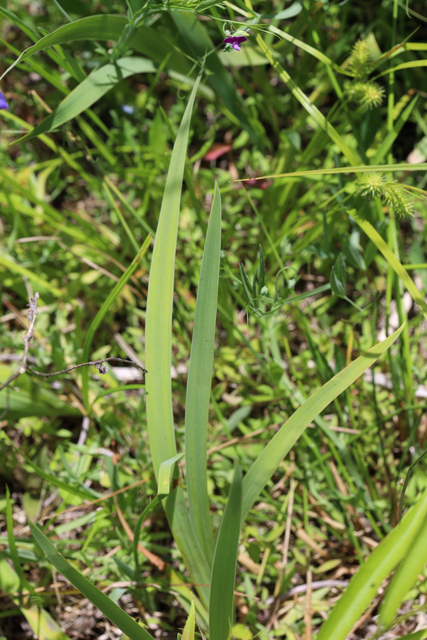 Iris virginica - leaves