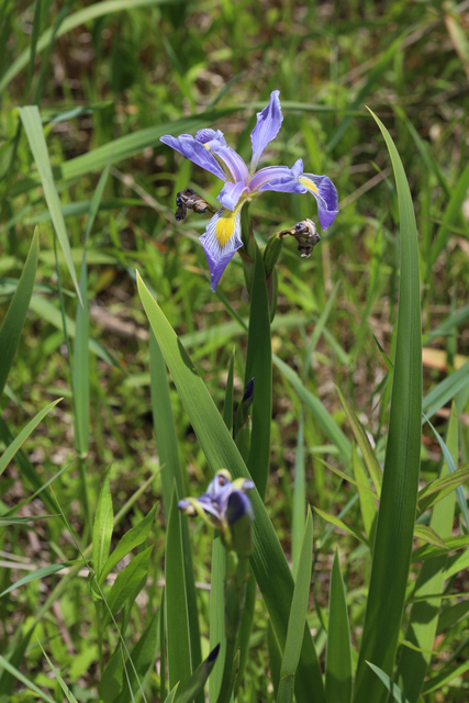 Iris virginica - plant
