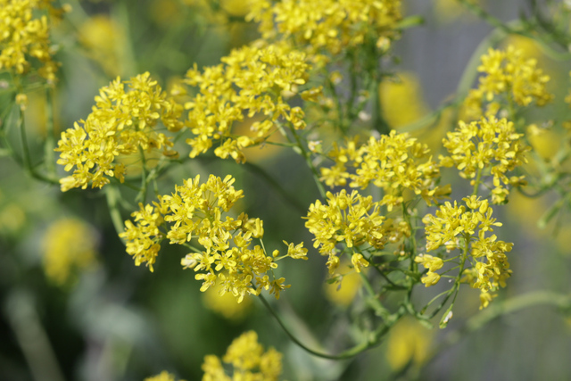 Isatis tinctoria