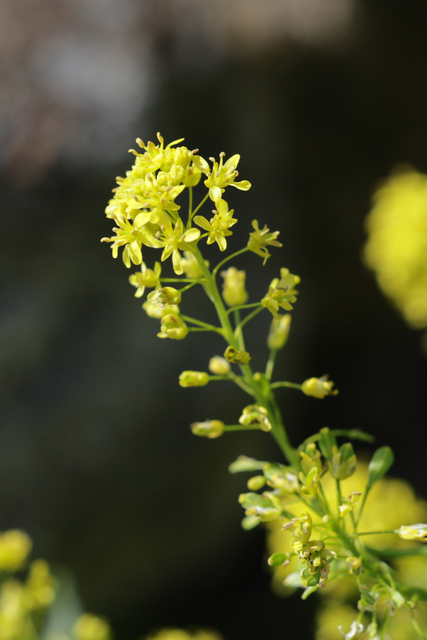 Isatis tinctoria