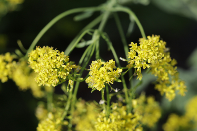 Isatis tinctoria