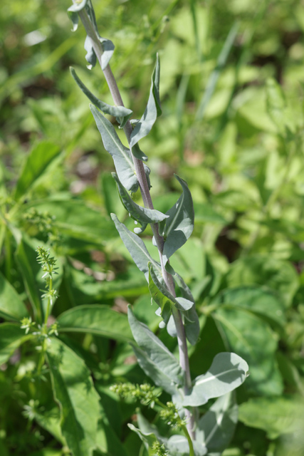 Isatis tinctoria - stem