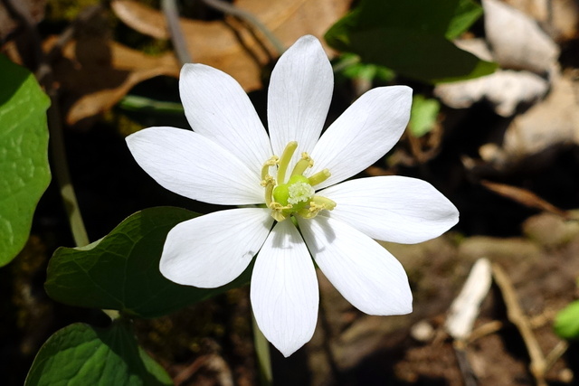 Jeffersonia diphylla