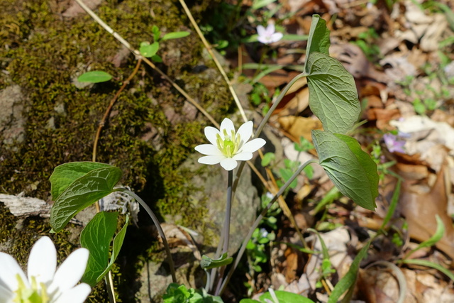 Jeffersonia diphylla