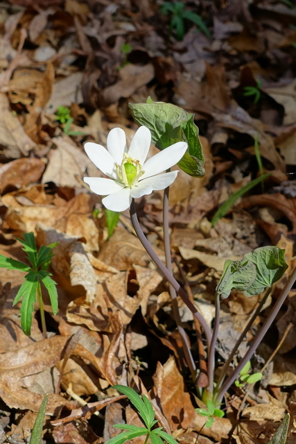 Jeffersonia diphylla