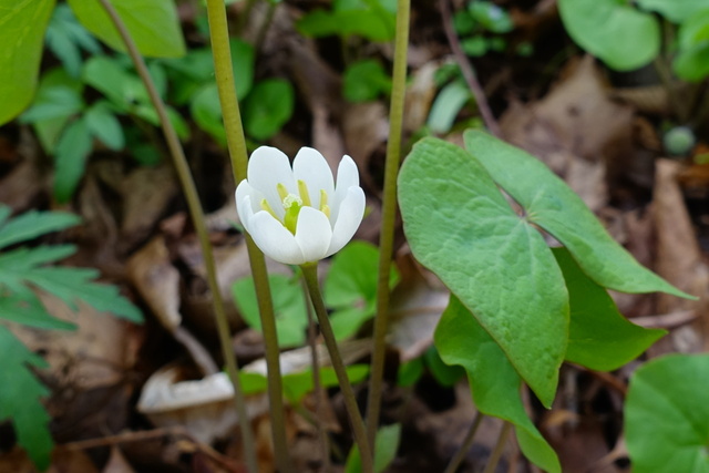 Jeffersonia diphylla