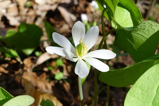 Jeffersonia diphylla