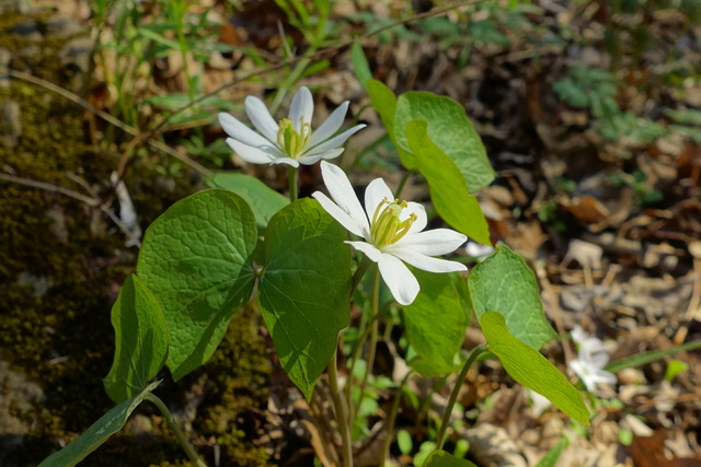 Jeffersonia diphylla