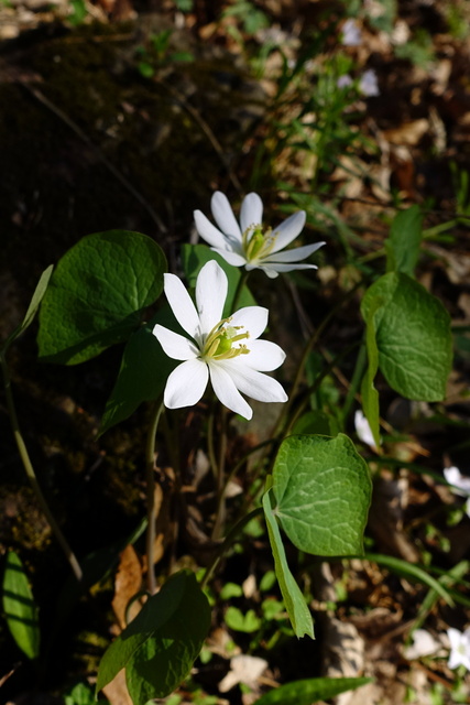 Jeffersonia diphylla