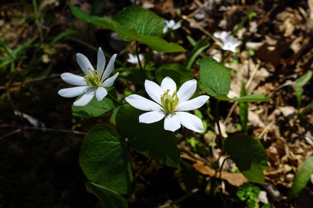 Jeffersonia diphylla