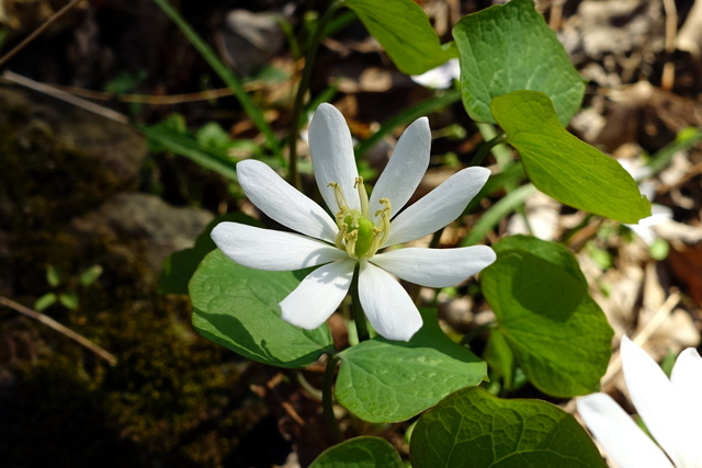 Jeffersonia diphylla